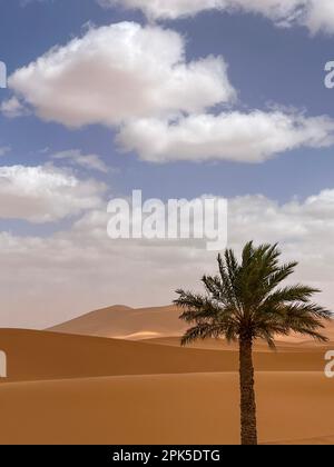 Merzouga, Erg Chebbi, Marokko, Afrika: Panoramablick auf die Dünen in der Sahara mit einer Palme, Sandkörner, die kleine Wellen auf den Dünen bilden Stockfoto