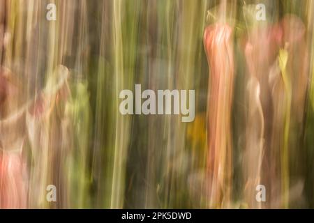 CM-Fotografie - absichtliche Kamerabewegung Fotografie, die das Bild in einem Foto verschwimmt, wie es Monet in seinen Bildern tat!! Hintergrund und Bildschirmschoner Stockfoto