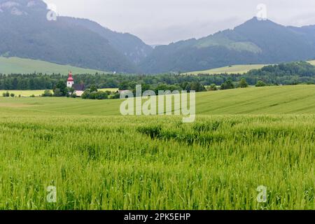 kirchturm im Hintergrund der Tatra an einem bewölkten und regnerischen Tag. Im Vordergrund ein Feld, auf dem Getreide angebaut wird Stockfoto