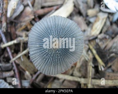 Eine Draufsicht eines kleinen, empfindlichen Coprinus-plicatilis-Pilzes am frühen Morgen. Auch bekannt als japanischer Sonnenschirm. Stockfoto