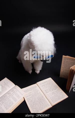 Porträt eines weißen Pudels. Isoliert im Hintergrund in Studio Stockfoto