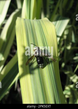 Eine glatzköpfige Hornet Dolichovespula maculata auf dem Blatt einer Arundo Donax Pflanze in einem Toronto Garten Stockfoto