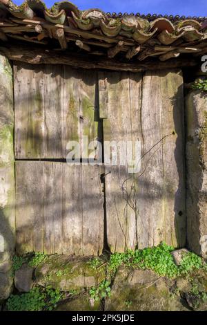 Alte Holztür mit Moos in einem verlassenen zerstörten Haus mit blauem Himmel Stockfoto