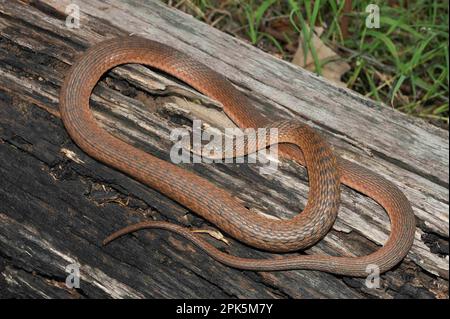 Australian Freshwater oder Keelback Snake Stockfoto