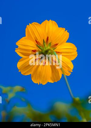 Nahaufnahme von Schwefel-Kosmos oder gelbe Kosmos-Blüte, Cosmos-Schwefel Stockfoto