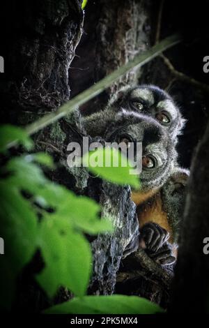 Peruanischer Nachtarffe (Douroucoulis) im Amazonas-Regenwald Stockfoto