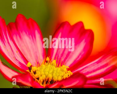 Nahaufnahme von Rosa Cosmos Blumen, Cosmos bipinnatus Stockfoto