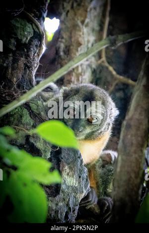 Peruanischer Nachtarffe (Douroucoulis) im Amazonas-Regenwald Stockfoto