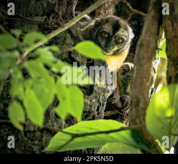 Peruanischer Nachtarffe (Douroucoulis) im Amazonas-Regenwald Stockfoto