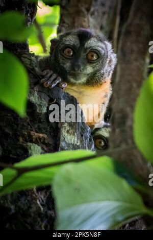 Peruanischer Nachtarffe (Douroucoulis) im Amazonas-Regenwald Stockfoto
