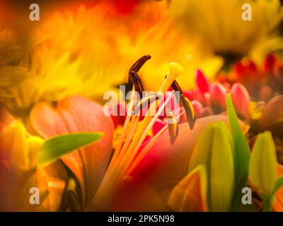 Nahaufnahme von Stamen und Blütenblättern von Stargazer Lily (Lilium orientalis Stargazer) Stockfoto