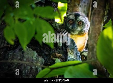 Peruanischer Nachtarffe (Douroucoulis) im Amazonas-Regenwald Stockfoto