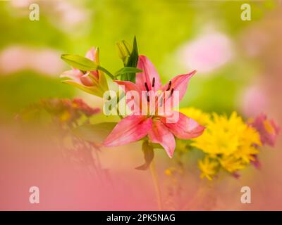 Nahaufnahme von Stargazer Lily (Lilium orientalis Stargazer) Stockfoto