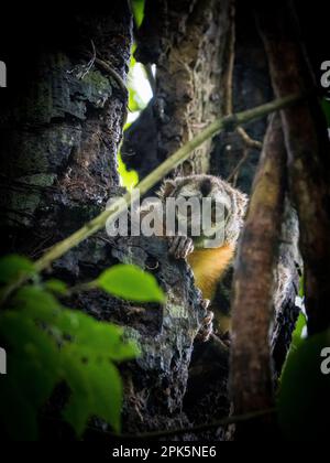 Peruanischer Nachtarffe (Douroucoulis) im Amazonas-Regenwald Stockfoto