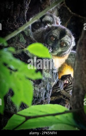 Peruanischer Nachtarffe (Douroucoulis) im Amazonas-Regenwald Stockfoto