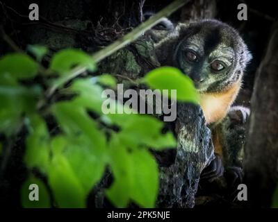 Peruanischer Nachtarffe (Douroucoulis) im Amazonas-Regenwald Stockfoto