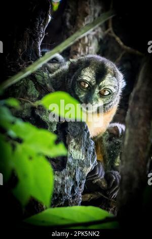 Peruanischer Nachtarffe (Douroucoulis) im Amazonas-Regenwald Stockfoto