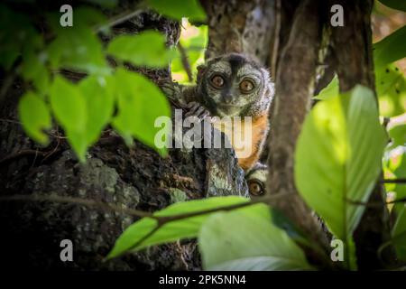 Peruanischer Nachtarffe (Douroucoulis) im Amazonas-Regenwald Stockfoto
