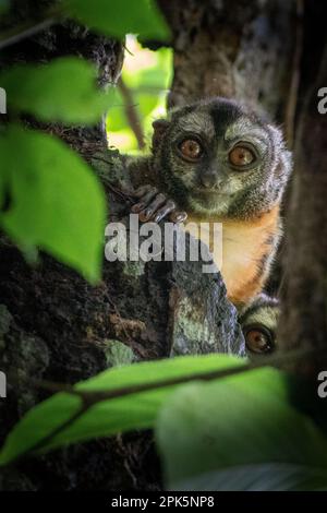 Peruanischer Nachtarffe (Douroucoulis) im Amazonas-Regenwald Stockfoto
