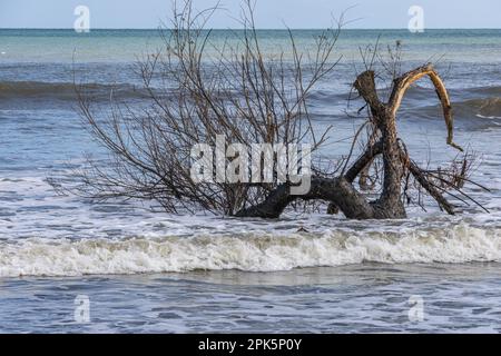 Teil eines Baumes in der Brandung am Strand Stockfoto