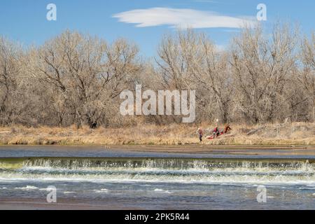 Evans, CO, USA - 1. April 2023: Kajakfahrer fahren während einer Paddeltour auf dem South Platte River in Colora Kajaks über einen Ablenkungsdamm Stockfoto