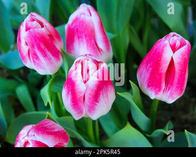 Frisch Geschnittene Tulpen Stockfoto
