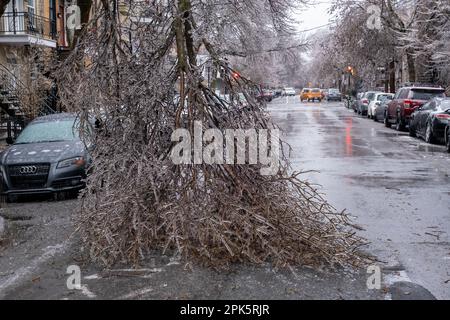 Montreal, KANADA - 5. April 2023: Der eiskalte Regensturm hat einen Baum beschädigt Stockfoto