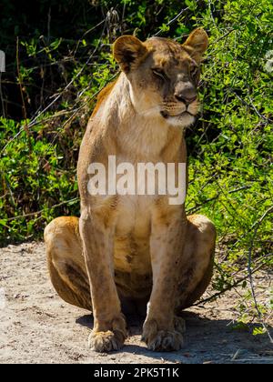 Lioness Portrait, Duba Plains, Kwedi Reserve, Okavango Delta, Botsuana Stockfoto