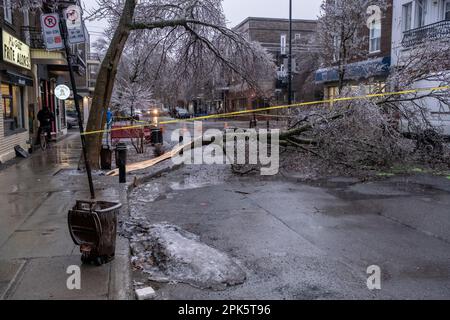 Montreal, KANADA - 5. April 2023: Der eiskalte Regensturm hat einen Baum beschädigt Stockfoto