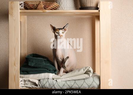 Süße Sphynx-Katze auf Holzregal nahe beiger Wand drinnen Stockfoto