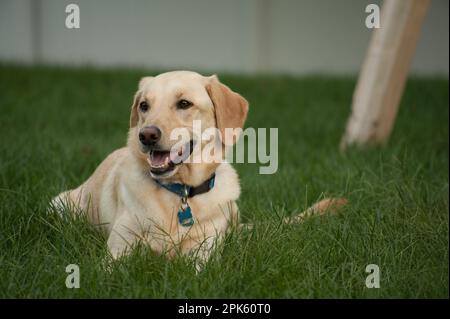 Fröhlicher gelber Labrador-Hund, der im Gras lag Stockfoto