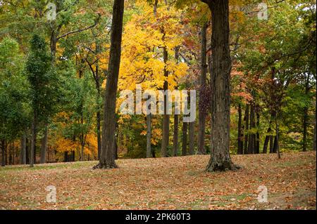 Herbstlaub in Connecticut Stockfoto