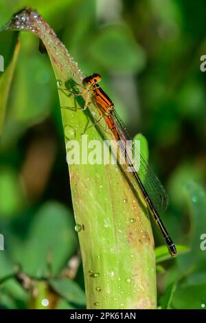libelle auf einem großen Blatt mit Tau Stockfoto