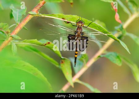 Nahaufnahme einer Libelle auf Pflanzenblättern Stockfoto