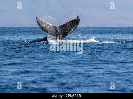Der Schwanz eines Buckelwals, der die Oberfläche des Pazifischen Ozeans vor der Küste Mexikos durchbricht. Stockfoto