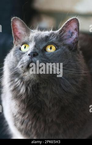 Tiere um den Block herum, wunderschöne flauschige graue persische Katze, entspannend, Vogelbeobachtung. Stockfoto