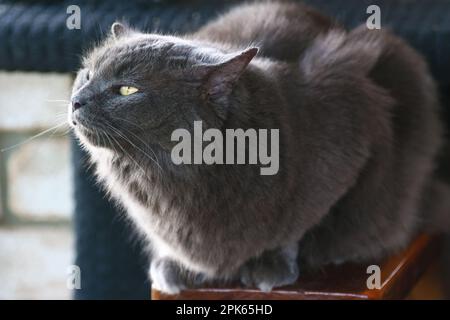 Tiere um den Block herum, wunderschöne flauschige graue persische Katze, entspannend, Vogelbeobachtung. Stockfoto