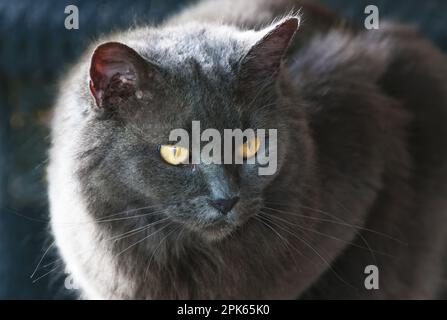 Tiere um den Block herum, wunderschöne flauschige graue persische Katze, entspannend, Vogelbeobachtung. Stockfoto