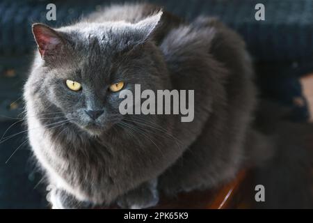 Tiere um den Block herum, wunderschöne flauschige graue persische Katze, entspannend, Vogelbeobachtung. Stockfoto