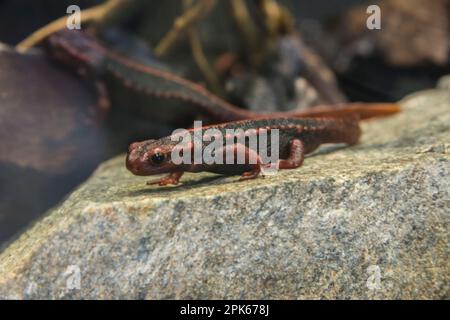 Ein gefangener Kaiser Newt, eine hochgiftige Amphibie aus Yunnan, China, im Smithsonian National Zoo, Washington, DC, USA Stockfoto