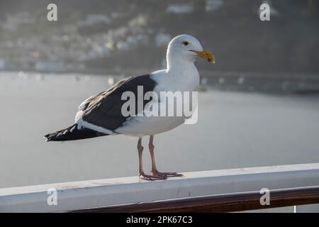 Die amerikanische Heringsmaulmöwe (Larus argentatus smithsonianus) wird wahrscheinlich in Nordamerika gesehen. Das hier ist auf einer Schiffsanlegestelle nahe Catalina Island Stockfoto