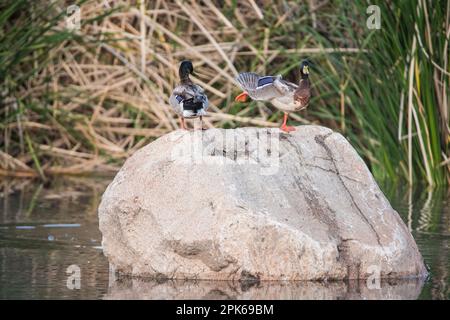 Zwei ausgewachsene Stockenten ziehen Prachtpferde und ruhen sich auf einem großen Felsen in einer Wildtierlandschaft aus, die sich für Kunst und Identifikation eignet. Sweetwater Wetlands, Tucson, USA Stockfoto