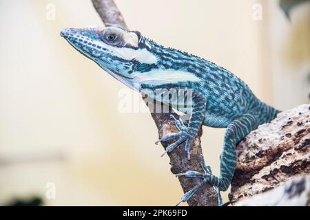 Eine Gefangene Smallwood's Anol, eine farbenfrohe Echse oder Anol, die in Kuba beheimatet ist, auf einer Zweigstelle im National Zoo in Washington, DC, USA. Gute Identifikation. Stockfoto