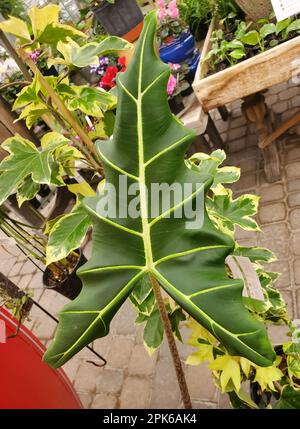 Nahaufnahme eines wunderschönen und großen grünen Blatts von Alocasia Sarian Stockfoto