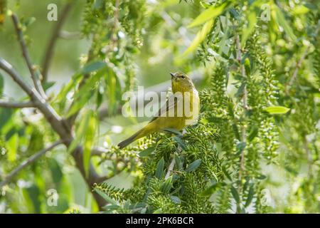 Warbler songbird mit Orangenkrone in Sweetwater Wetlands, Abwasserrückgewinnungsgebiet, Tucson, USA. Stockfoto