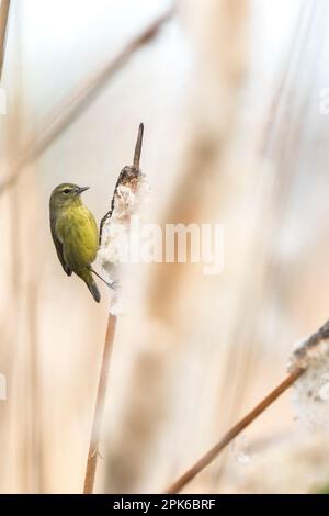 Warbler songbird mit Orangenkrone in Sweetwater Wetlands, Abwasserrückgewinnungsgebiet, Tucson, USA. Stockfoto