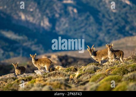 Das iberische Kiefer, auch bekannt als das spanische Kiefer, spanische Wildziege und iberische Wildziege, Capra pyrenaica. Sierra Nevada Gebirgskette. Stockfoto