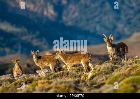 Das iberische Kiefer, auch bekannt als das spanische Kiefer, spanische Wildziege und iberische Wildziege, Capra pyrenaica. Sierra Nevada Gebirgskette. Stockfoto