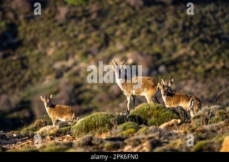 Das iberische Kiefer, auch bekannt als das spanische Kiefer, spanische Wildziege und iberische Wildziege, Capra pyrenaica. Sierra Nevada Gebirgskette. Stockfoto