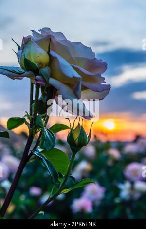 Seitenansicht einer gelben Rose mit Knospen im Vordergrund am Himmel und einem Blumenbeet bei Tagesanbruch, selektiver Fokus. Stockfoto
